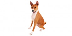 Perro Basenji