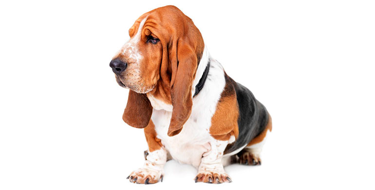 perro-basset-hound