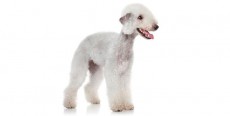 Perro Bedlington Terrier