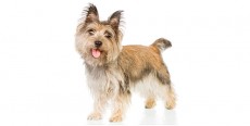 Perro Cairn Terrier