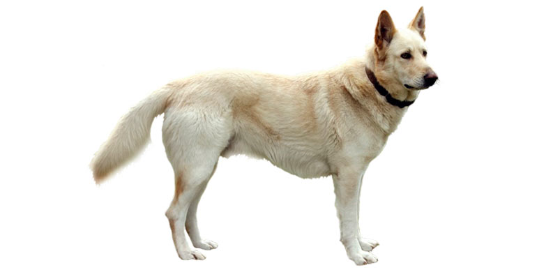 perro-can-de-palleiro