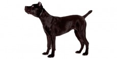 Perro Cane Corso Perro Cane Corso