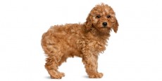 Perro Caniche Enano