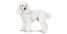 Perro Caniche Toy