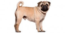 Perro Carlino – Pug