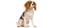 Perro Cavalier King Charles Spaniel
