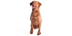 Perro Chesapeake Bay Retriever