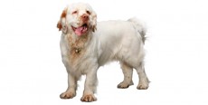 Perro Clumber Spaniel
