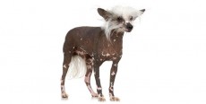 Perro Crestado Chino