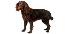 Perro de Agua Americano