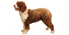 Perro de Agua Español
