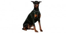 Perro Dobermann