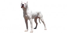 Perro Dogo Argentino