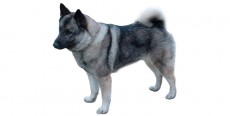 Perro Elkhound Noruego Gris