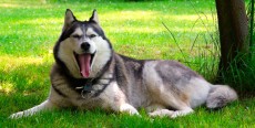 Los 13 errores que cometemos en los parques con nuestros perros