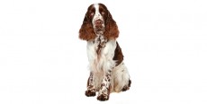 Perro English Springer Spaniel