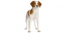 Perro Épagneul Breton