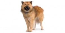 Perro Eurasier