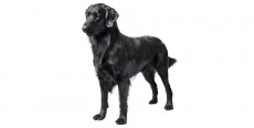 Perro Flat-Coated Retriever