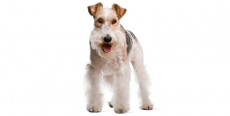 Perro Fox Terrier de Pelo Duro