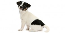 Perro Fox Terrier de Pelo Liso