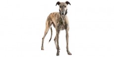 Perro Galgo Español