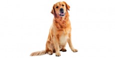 Perro Golden Retriever