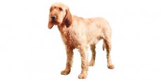 Perro Griffon Fauve de Bretagne