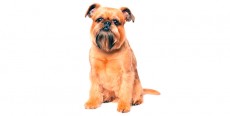 Perro Grifón de Bruselas