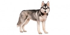 Perro Husky Siberiano