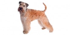 Perro Irish Soft Coated Wheaten Terrier