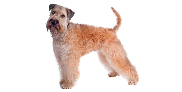 perro irish soft coated wheaten terrier