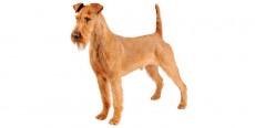 Perro Irish Terrier