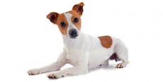 Perro Jack Russell Terrier