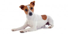 Perro Jack Russell Terrier Perro Jack Russell Terrier