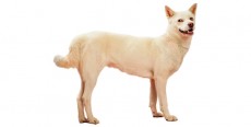 Perro Jindo Coreano