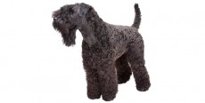 Perro Kerry Blue Terrier