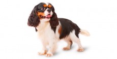 Perro King Charles Spaniel Perro King Charles Spaniel