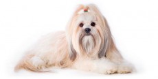 Perro Lhasa Apso