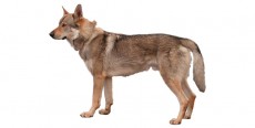 Perro Lobo Checoslovaco