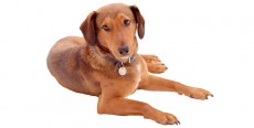 Perro Mestizo mediano