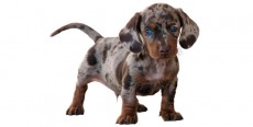 Perro Mestizo pequeño