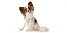 Perro Papillon