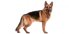 Perro Pastor Alemán