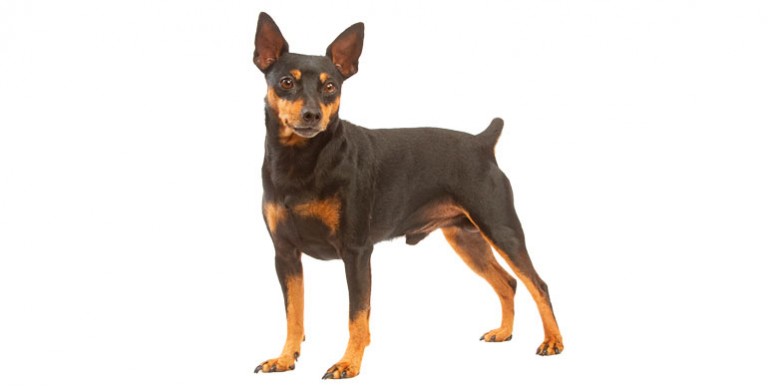 Perro Pinscher Alemán - Turismo & Viajes Info Perú