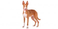 Perro Podenco Canario