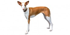 Perro Podenco Ibicenco