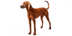 Perro Redbone Coonhound