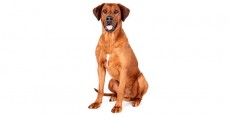 Perro Rhodesian Ridgeback