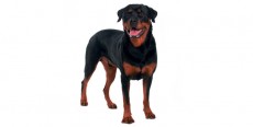 Perro Rottweiler